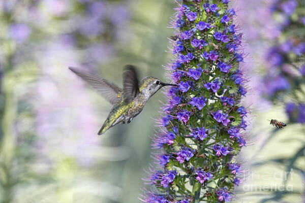 Humming Bird Poster featuring the photograph Hummingbird and Bee by Susan Gary