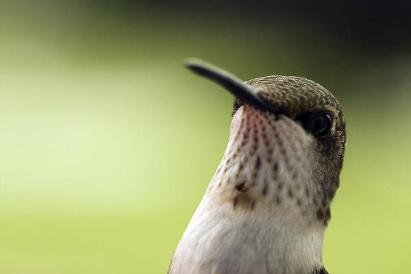 Bird Poster featuring the photograph Hummingbird Closeup by Trudy Wilkerson