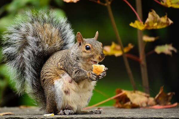 Squirrel Poster featuring the photograph Hungry Momma by Mark Papke