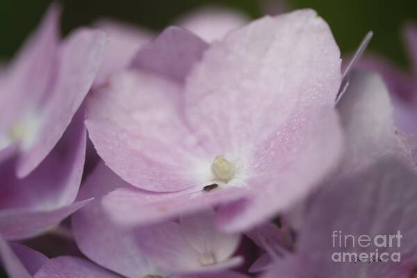 Hydrangeas Poster featuring the photograph Hydrangea by Yumi Johnson