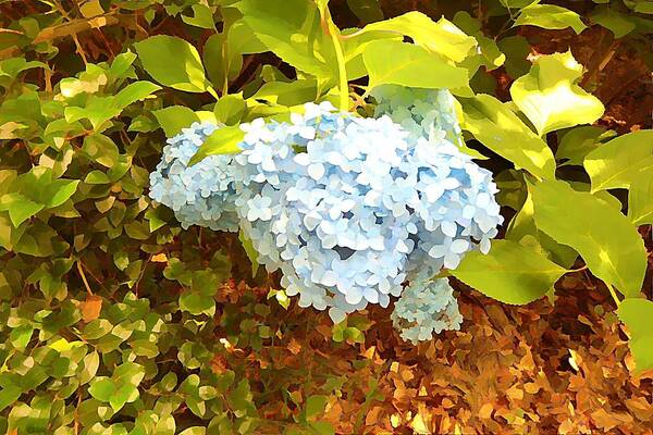 Hydrangeas Poster featuring the photograph Hydrangeas by Mindy Newman