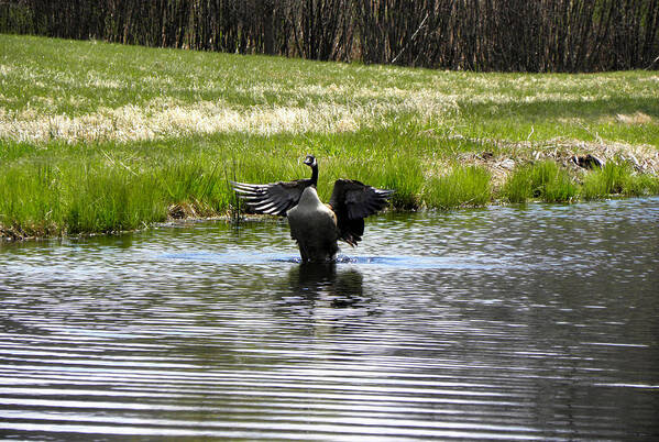 Pond Poster featuring the photograph I can flap I can flap by Kim Galluzzo