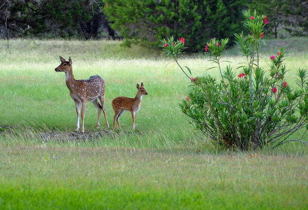 Deer Poster featuring the photograph I Got Your Back by Lynn Bauer