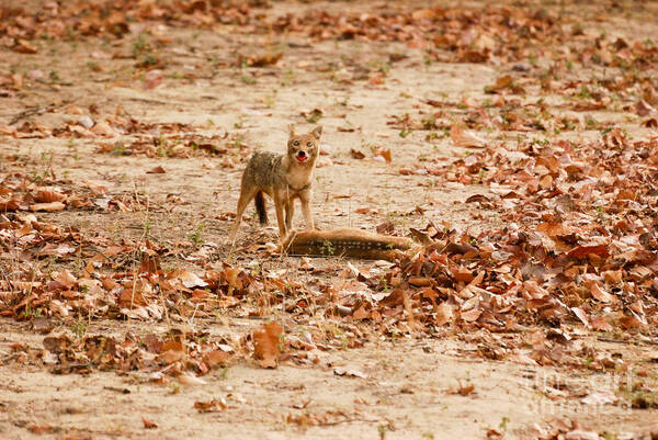 Bandhavgarh Poster featuring the photograph Jackal standing over deer kill by Fotosas Photography