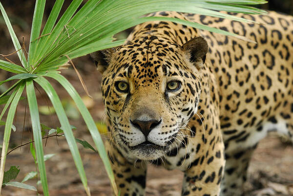 Mp Poster featuring the photograph Jaguar Peering Through The Brush by Thomas Marent