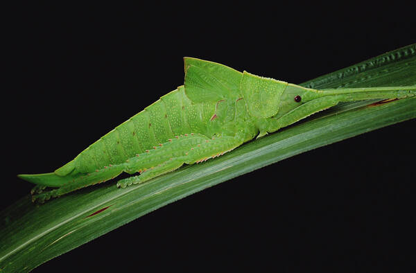 Mp Poster featuring the photograph Katydid Tettigoniidae Camouflaged by Mark Moffett