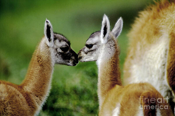 Andes Poster featuring the photograph Kissing Guanacos - Torres Del Paine NP Chile by Craig Lovell