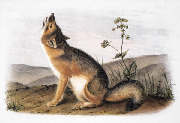 1846 Poster featuring the photograph Kit Fox (vulpes Velox) by Granger
