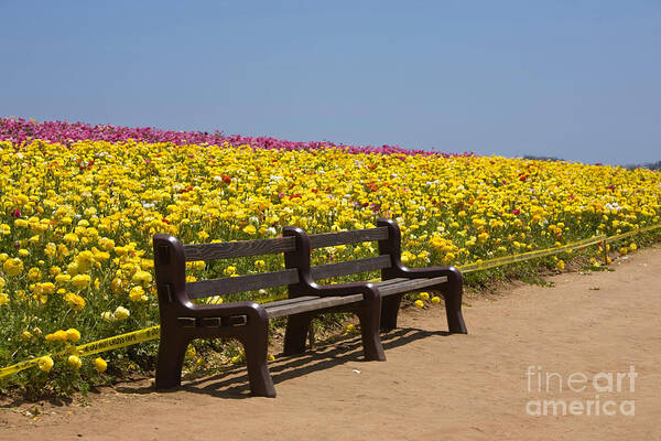 Flower Fields Poster featuring the photograph Knighton004 by Daniel Knighton
