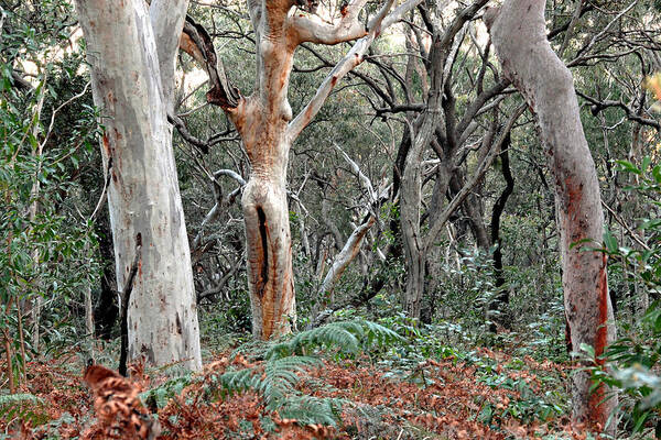 Trees Poster featuring the photograph Lady of the Forest Australia by Joanne West