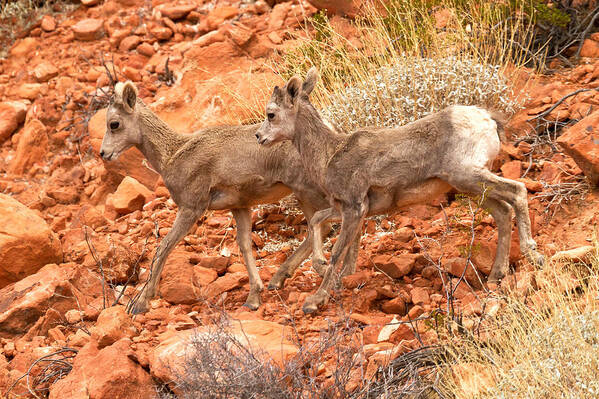 Valley Of Fire Poster featuring the photograph Lambs On The Run by James Marvin Phelps