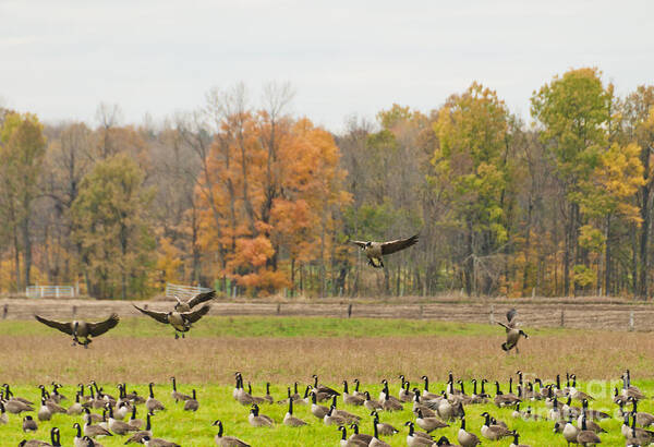Geese Poster featuring the photograph Landing by Cheryl Baxter