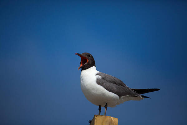 Gull Poster featuring the photograph Laughing Gull by Karol Livote