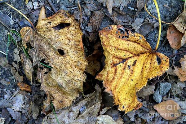 Leafs Poster featuring the photograph Leaf Study by Rick Rauzi