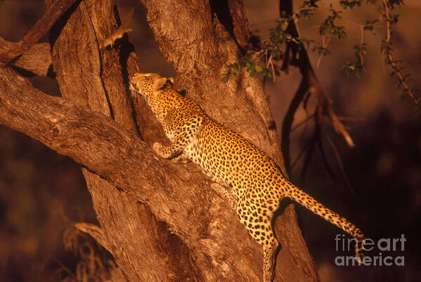 Nature Poster featuring the photograph Leopard Chasing Tree Squirrel by Gregory G Dimijian