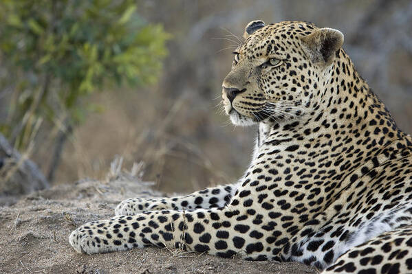 00442334 Poster featuring the photograph Leopard Malamala Game Reserve South by Suzi Eszterhas