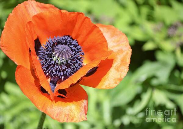 Poppy Poster featuring the photograph Let Spring Begin by Traci Cottingham