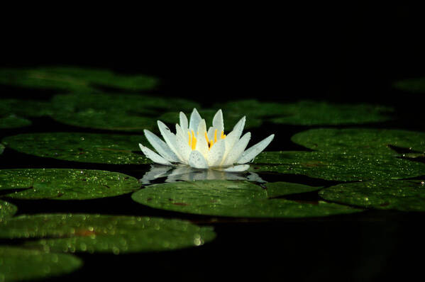 Water Lily Poster featuring the photograph Light and Dark by Peter DeFina
