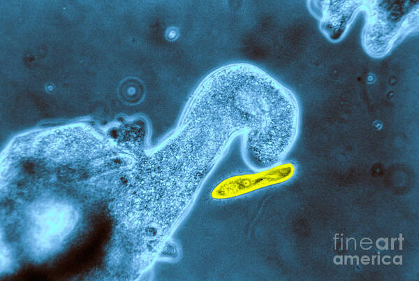 Amoeba Poster featuring the photograph Light Micrograph Of Amoeba Catching by Eric V. Grave