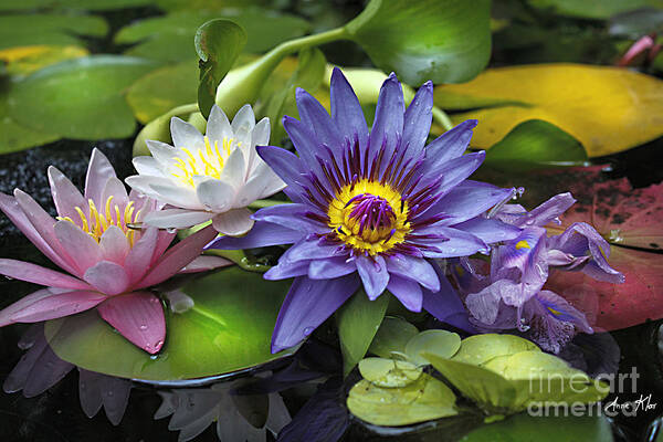 Waterlily Poster featuring the photograph Lilies No. 16 by Anne Klar