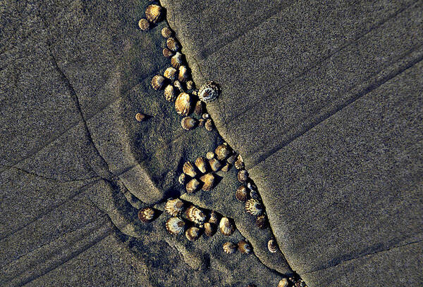 Beach Poster featuring the photograph Limpet by Rob Outwater