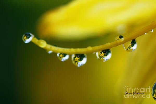 Raindrops Poster featuring the photograph Line of Raindrops by Yumi Johnson