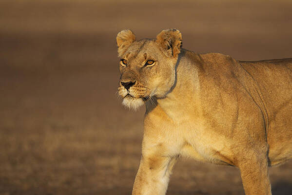 Horizontal Poster featuring the photograph Lioness Head And Shoulders Walking Portrait by Anup Shah