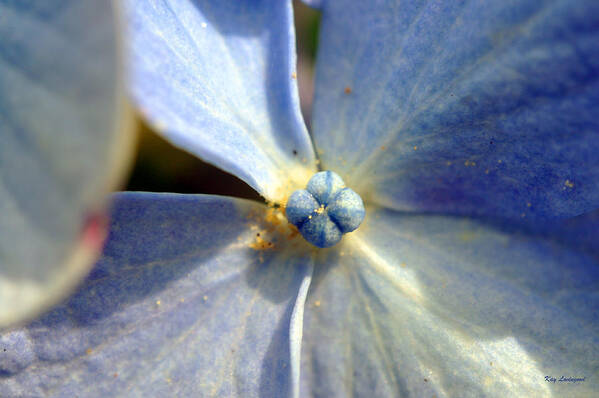 Hydrangea Flower Poster featuring the photograph Little Blue Flower by Kay Lovingood