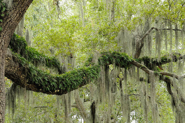 Spanish Moss Poster featuring the photograph Live Oak with ferns and Spanish moss by Bradford Martin