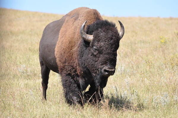 Custer State Park Poster featuring the photograph Lone Bull Buffalo by Robert Habermehl