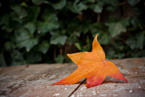 Leaf Poster featuring the photograph Lone leaf by Kelley Nelson