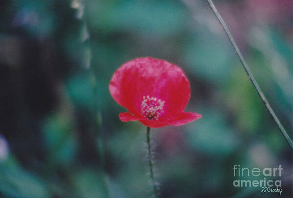 Poppy Poster featuring the photograph Lone Poppy by Susan Stevens Crosby