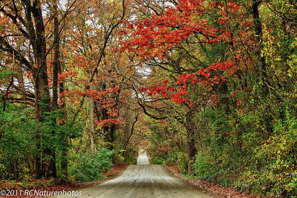 Fall Poster featuring the photograph Long Bumpy Dirt Road by Rachel Cohen