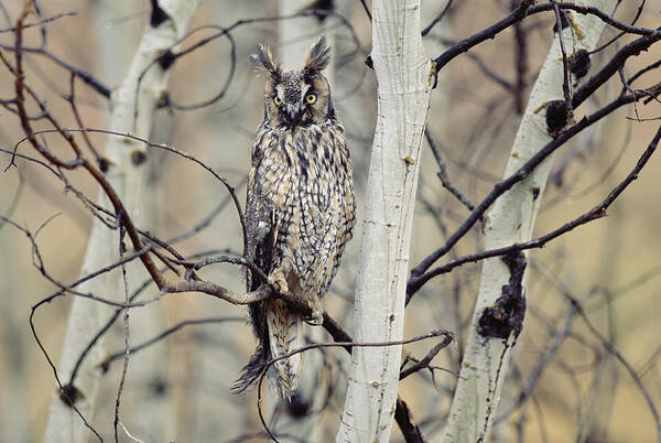 00170604 Poster featuring the photograph Long Eared Owl Perching In A Tree by Tim Fitzharris