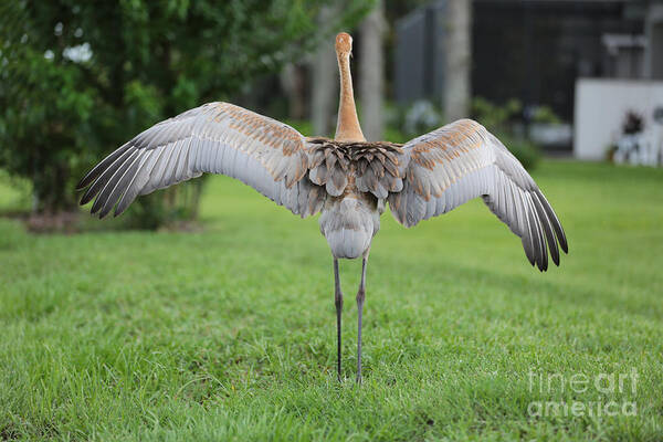 Wings Poster featuring the photograph Look at My Pretty Wings by Carol Groenen