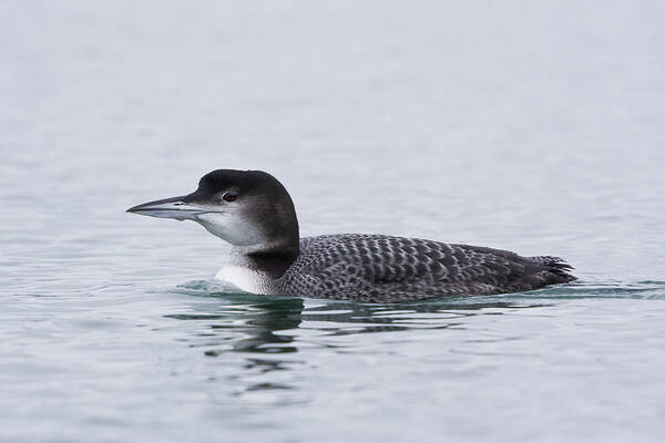 Loon Poster featuring the photograph Loon by Bob Decker