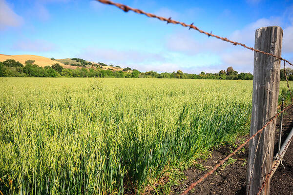 Hay Field Poster featuring the photograph Los Olivos Hay Field by Dina Calvarese