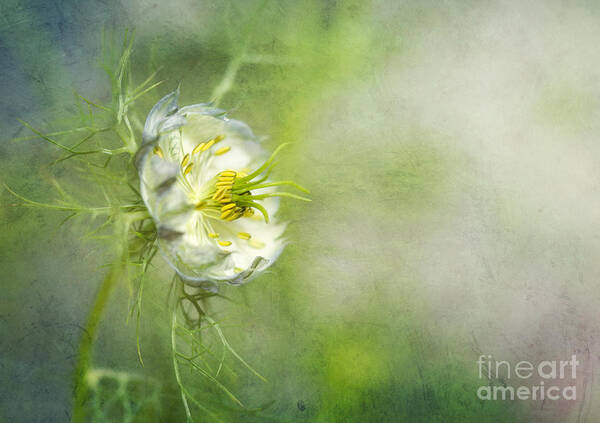Flower Poster featuring the photograph Love in a Mist Floral by Susan Gary