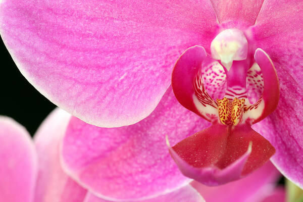 High Key Poster featuring the photograph Macro Orchid by Joe Myeress