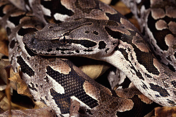 Mp Poster featuring the photograph Madagascar Ground Boa Acrantophis by Michael & Patricia Fogden