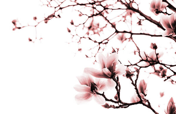 Magnolia Poster featuring the photograph Magnolia - monochrome by Laura Melis