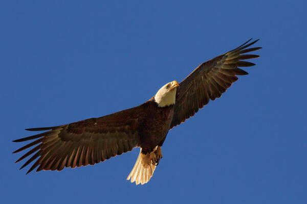 Bald Eagle Poster featuring the photograph Majestic Bald Eagle by Beth Sargent
