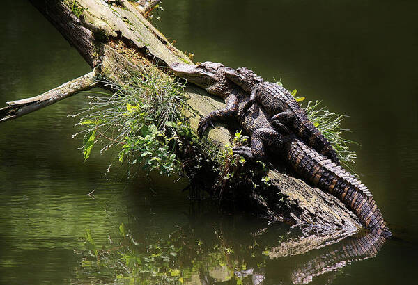 Gator Poster featuring the photograph Mama Alligator with her Baby by Paulette Thomas