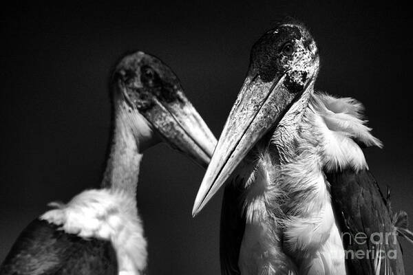 Marabou Stork Poster featuring the photograph Marabou stork by Mareko Marciniak