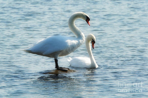 Swan Poster featuring the photograph Mating Pair by Andrea Kollo