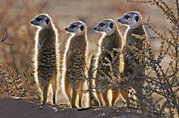 Suricate Poster featuring the photograph Meerkats by Tony Camacho