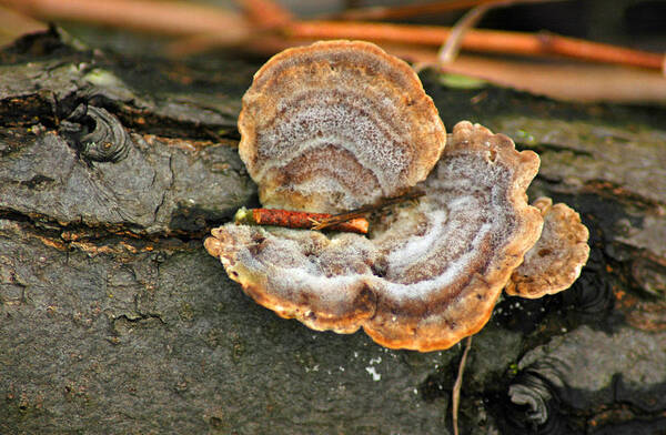 Chicago Poster featuring the photograph Michigan Golden Fungus by LeeAnn McLaneGoetz McLaneGoetzStudioLLCcom