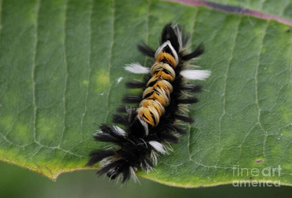 Milkweed Tussock Caterpillar Poster featuring the photograph Milkweed Tussock Caterpillar by Randy Bodkins