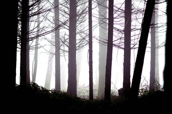 Misty Poster featuring the photograph Misty Forest by Erik Tanghe