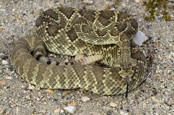 Mojave Poster featuring the photograph Mohave Diamondback Rattlesnake Coiled by Bob Christopher